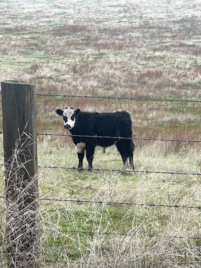 a black-and-white cow standing in a brown field